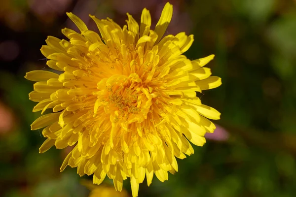 Közeli Gyönyörű Virágok Parkból Homályos Háttérrel — Stock Fotó