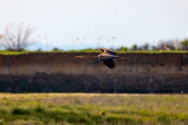 Pelecaniformes (Ardeidae) Tür Ardea purpurea, uçuşta