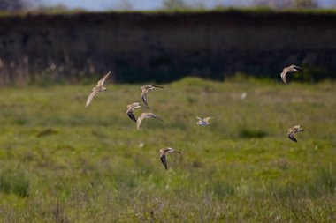 Uçuşta Charadriiformes (Scolopacidae) Calidris canutus türleri