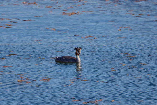 Great Crested Grebe Podiceps Cristatus Lake — Stock Photo, Image