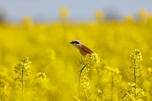 Red Backed Lanius Collurio Perched Rapeseed Flower Agricultural Field Stock Picture