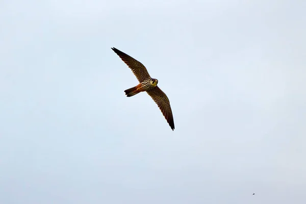 Euraziatische Sparrowhawk Accipiter Nisus Zijn Natuurlijke Omgeving — Stockfoto