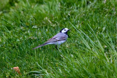 Beyaz kuyruklu (Motacilla alba) küçük gezgin kuş.