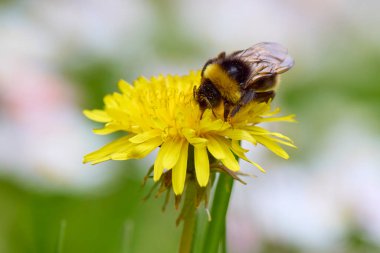 Polen toplarken yabani bir çiçeğin üzerindeki yaban arısıyla yakınlaş.