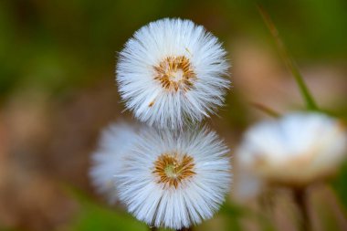 Bulanık arkaplan ile dağda (Taraxacum officinale) yakın