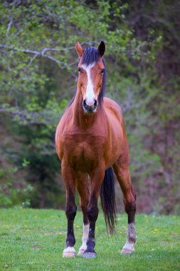 Bir bahar günü çayırda bir atla doğal bir ortamda portre.
