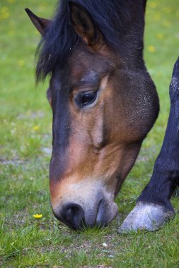Bir bahar günü çayırda bir atla doğal bir ortamda portre.