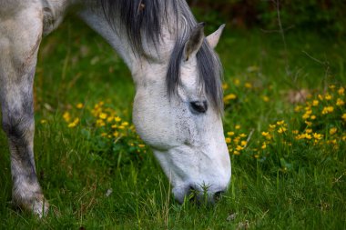 Bir bahar günü çayırda bir atla doğal bir ortamda portre.