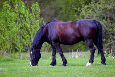 Bir bahar günü çayırda bir atla doğal bir ortamda portre.
