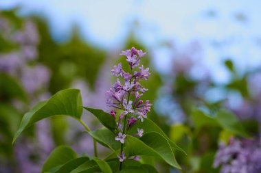 Arkaplanı bulanık bir leylak çiçeğiyle kapat.