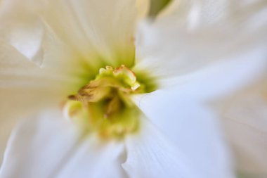 Beyaz nergis çiçeğiyle kapat, makro fotoğraf.