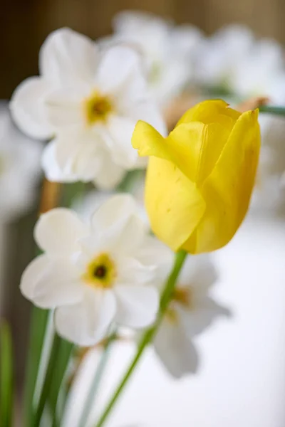 Fechar Com Uma Flor Branca Daffodil Foto Macro — Fotografia de Stock