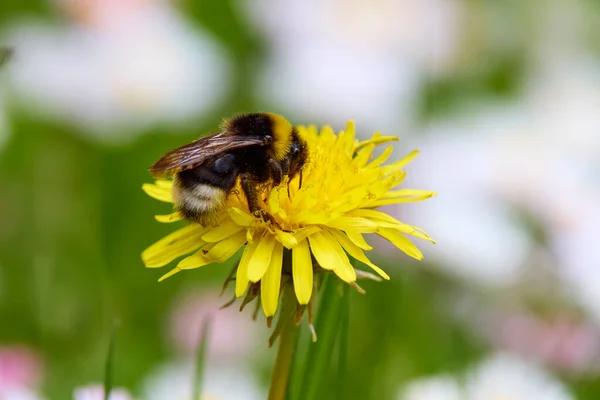 Закрывается Шмелем Желтом Диком Цветке Время Сбора Пыльцы — стоковое фото
