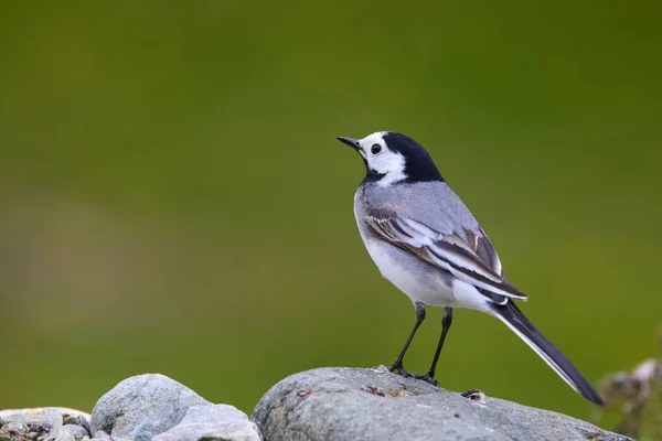 stock image The white wagtail (Motacilla alba) small passerine bird.