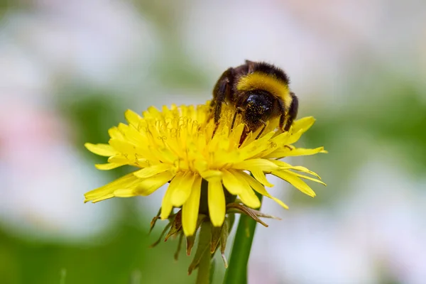 Stock image close up with a bumblebee on a yellow wild flower while collecting pollen