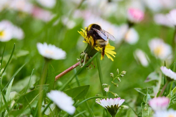 花粉を集めながら黄色の野花にバンブルビーで閉じ込め — ストック写真