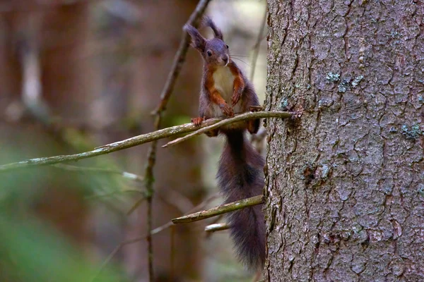 Ein Eichhörnchen Auf Einem Kiefernzweig Wald — Stockfoto