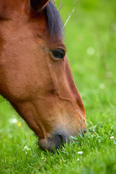 春天的一天 在草原上与马在自然环境中的肖像 — 图库照片