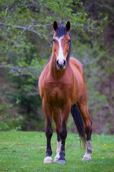 Portrét Koněm Přírodním Prostředí Louce Jarním Dni — Stock fotografie