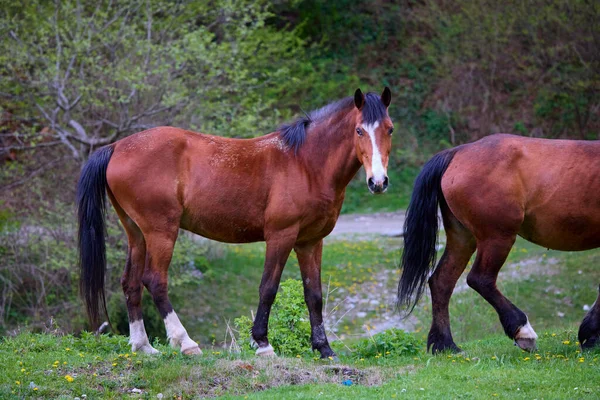 春天的一天 在草原上与马在自然环境中的肖像 — 图库照片