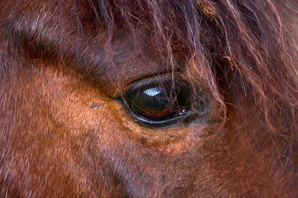 Portrét Koněm Přírodním Prostředí Louce Jarním Dni — Stock fotografie