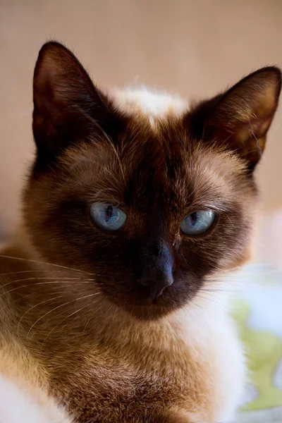 Retrato Cerca Con Los Ojos Hermoso Gato — Foto de Stock