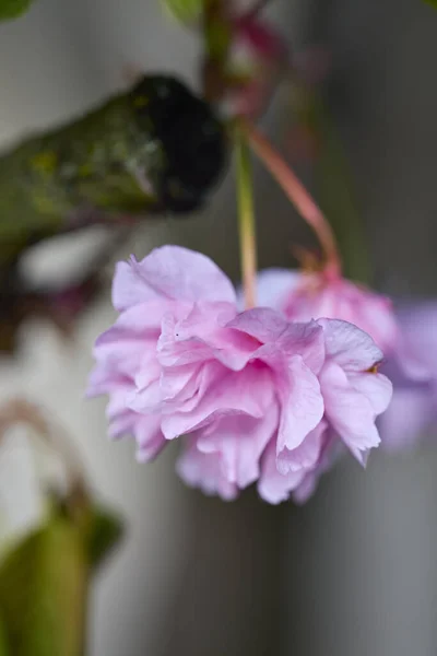 Piękne Japońskie Kwiaty Wiśni Słoneczny Wiosenny Dzień — Zdjęcie stockowe