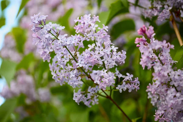Close Lilac Flower Blurred Background — Stock Photo, Image