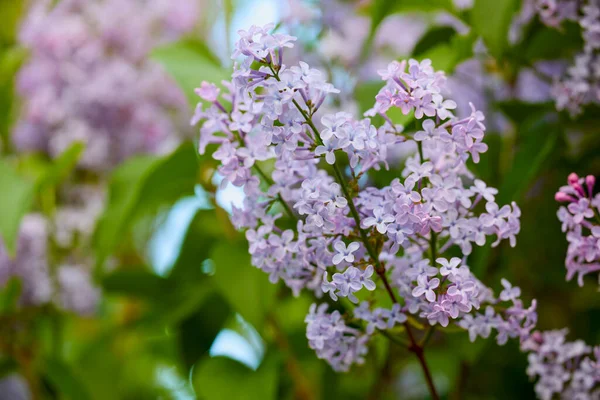 Close Lilac Flower Blurred Background — Stock Photo, Image