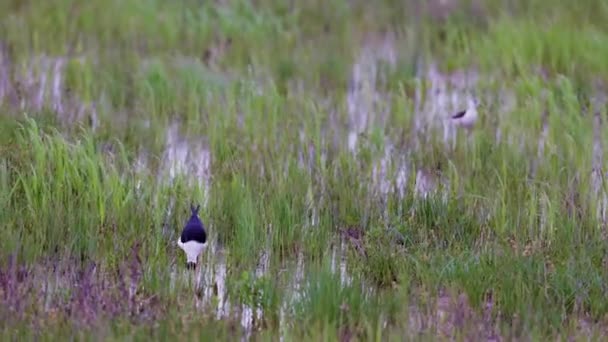 Zancada Alada Negra Himantopus Himantopus Busca Alimento Través Vegetación Agua — Vídeo de stock