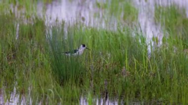 Kara kanatlı stilt ya da Himantopus himantopus bir su bitkisi içinde yiyecek arar.