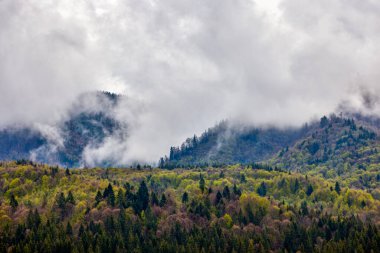 Bulutlu bir bahar gününde bitkilerle kaplı dağ manzarası