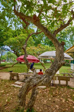 Bangkok Tayland 24 Mayıs 2023. Görüntüler Bangkok Lumphini Park 'tan.
