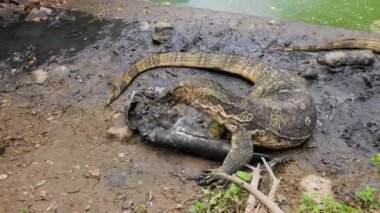 (Varanus komodoensis) Bangkok Lumphini Parkı 'nda güneşli bir günde.