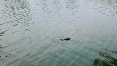 (Varanus komodoensis) Bangkok Lumphini Parkı 'nda güneşli bir günde.