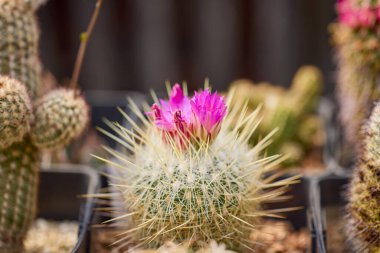 Seçici odaklı çeşitli çiçekli kaktüslerle güzel görüntüler.