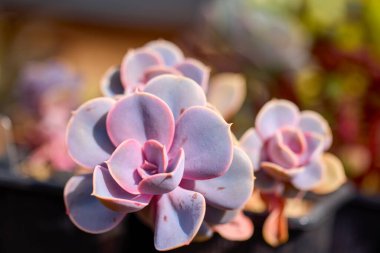 Seçici odaklı çeşitli çiçekli kaktüslerle güzel görüntüler.