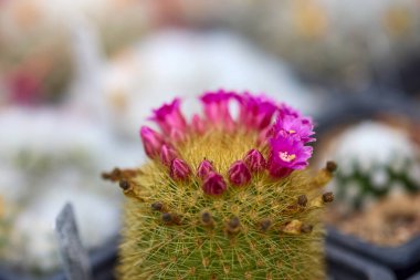 Seçici odaklı çeşitli çiçekli kaktüslerle güzel görüntüler.