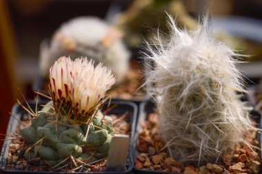 Seçici odaklı çeşitli çiçekli kaktüslerle güzel görüntüler.