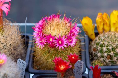 Seçici odaklı çeşitli çiçekli kaktüslerle güzel görüntüler.