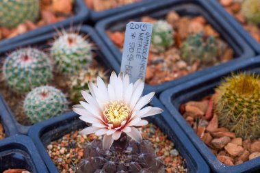 Seçici odaklı çeşitli çiçekli kaktüslerle güzel görüntüler.