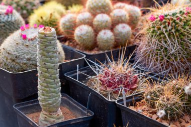 Seçici odaklı çeşitli çiçekli kaktüslerle güzel görüntüler.