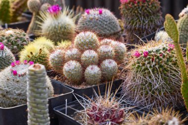 Seçici odaklı çeşitli çiçekli kaktüslerle güzel görüntüler.