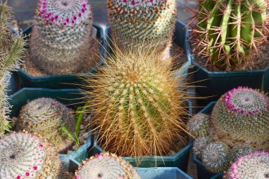 Seçici odaklı çeşitli çiçekli kaktüslerle güzel görüntüler.