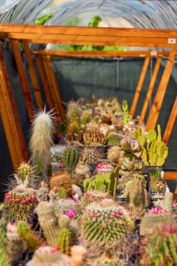 Seçici odaklı çeşitli çiçekli kaktüslerle güzel görüntüler.