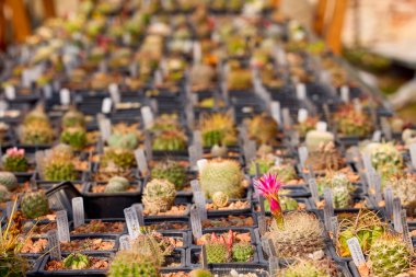 Seçici odaklı çeşitli çiçekli kaktüslerle güzel görüntüler.