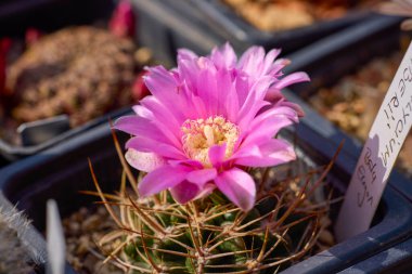 Seçici odaklı çeşitli çiçekli kaktüslerle güzel görüntüler.