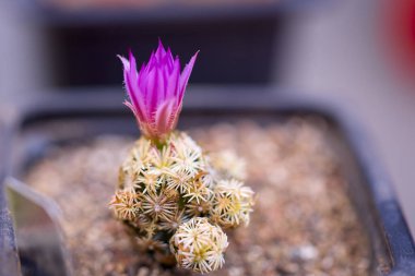 Seçici odaklı çeşitli çiçekli kaktüslerle güzel görüntüler.