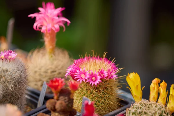 stock image beautiful images with various flowering cacti with selective focus.