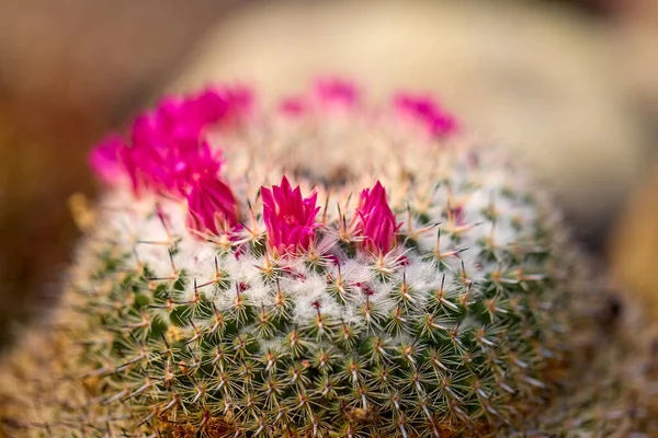 Krásné Obrázky Různými Kvetoucími Kaktusy Selektivním Zaměřením — Stock fotografie